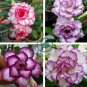 Adenium Desert Rose  White Purple Double Flowers 4 Seeds