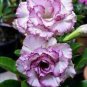 Adenium Desert Rose  White Purple Double Flowers 4 Seeds