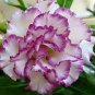 Adenium Desert Rose  White Purple Double Flowers 4 Seeds