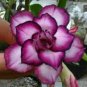 Adenium Desert Rose  White Purple Double Flowers 200 Seeds