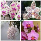 Perennial Phalaenopsis Orchid Flower Green 200 Seeds