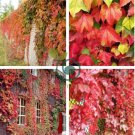 Rare Red Boston Ivy 100 Seeds