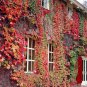 Rare Red Boston Ivy 100 Seeds