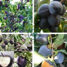 japanese Black Persimmon Rare Species Fruit 40 seeds
