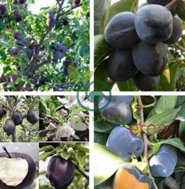 japanese Black Persimmon Rare Species Fruit 40 seeds