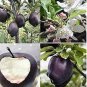 japanese Black Persimmon Rare Species Fruit 40 seeds