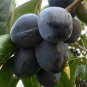 japanese Black Persimmon Rare Species Fruit 40 seeds