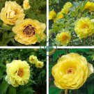 Huang Huakui Golden Yellow Peony Flowers 10  Seeds