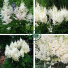Rare Beautiful White Astilbe Chinensis Flowers 100 Seeds