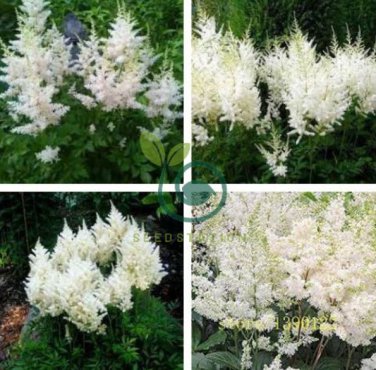 Rare Beautiful White Astilbe Chinensis Flowers 100 Seeds