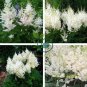 Rare Beautiful White Astilbe Chinensis Flowers 100 Seeds