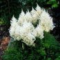 Rare Beautiful White Astilbe Chinensis Flowers 100 Seeds