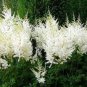 Rare Beautiful White Astilbe Chinensis Flowers 100 Seeds