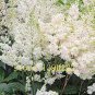 Rare Beautiful White Astilbe Chinensis Flowers 100 Seeds