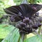 Rare Cat Face Beard Black Orchid Perennial Flowers 20 Seeds