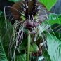Rare Cat Face Beard Black Orchid Perennial Flowers 20 Seeds