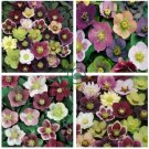 Helleborus Orientalis Seeds Christmas Rose Lenten Rose 200 Seeds