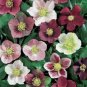 Helleborus Orientalis Seeds Christmas Rose Lenten Rose 200 Seeds