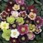 Helleborus Orientalis Seeds Christmas Rose Lenten Rose 200 Seeds