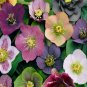 Helleborus Orientalis Seeds Christmas Rose Lenten Rose 200 Seeds