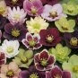 Helleborus Orientalis Seeds Christmas Rose Lenten Rose 200 Seeds