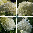 Hydrangea Arborescens White Flower 30 Seeds