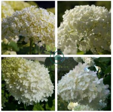 Hydrangea Arborescens White Flower 30 Seeds