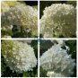 Hydrangea Arborescens White Flower 30 Seeds