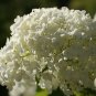Hydrangea Arborescens White Flower 30 Seeds