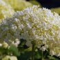 Hydrangea Arborescens White Flower 30 Seeds
