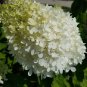 Hydrangea Arborescens White Flower 30 Seeds
