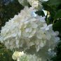 Hydrangea Arborescens White Flower 30 Seeds