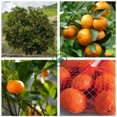 Orange Mandarin Citrus Fruit 40 Seeds