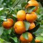 Orange Mandarin Citrus Fruit 40 Seeds