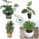 Philodendron Bonsai 200 Seeds