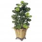 Philodendron Bonsai 200 Seeds