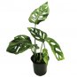 Philodendron Bonsai 200 Seeds