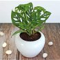 Philodendron Bonsai 200 Seeds