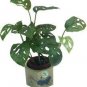Philodendron Bonsai 200 Seeds