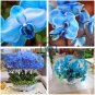 Blue Butterfly Orchid 200 Seeds