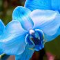 Blue Butterfly Orchid 200 Seeds