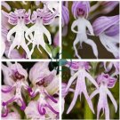 Rare Human Face Orchid Perennial Plant Flowers 200 Seeds