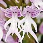 Rare Human Face Orchid Perennial Plant Flowers 200 Seeds