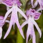 Rare Human Face Orchid Perennial Plant Flowers 200 Seeds