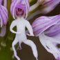 Rare Human Face Orchid Perennial Plant Flowers 200 Seeds