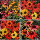 Hardy Perennial Echinacea 'Cheyenne Spirit Mixed' Coneflower 100 Seeds