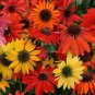 Hardy Perennial Echinacea 'Cheyenne Spirit Mixed' Coneflower 100 Seeds