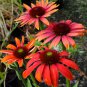 Hardy Perennial Echinacea 'Cheyenne Spirit Mixed' Coneflower 100 Seeds