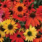 Hardy Perennial Echinacea 'Cheyenne Spirit Mixed' Coneflower 100 Seeds