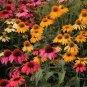 Hardy Perennial Echinacea 'Cheyenne Spirit Mixed' Coneflower 100 Seeds